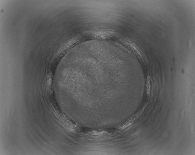 X0000083660314200703051758