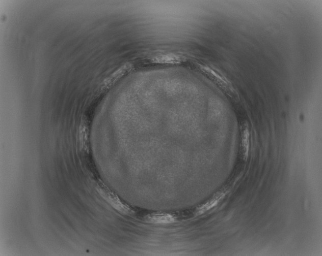 X0000083660322200703051758