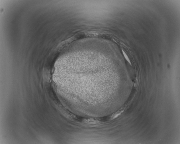 X0000083660331200703051758