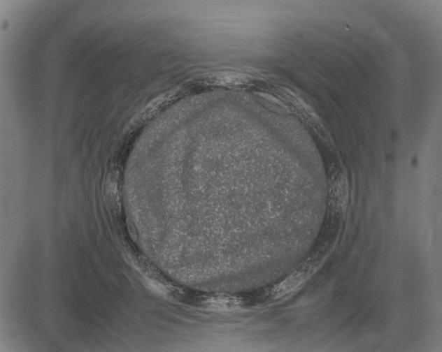 X0000083660415200703051757