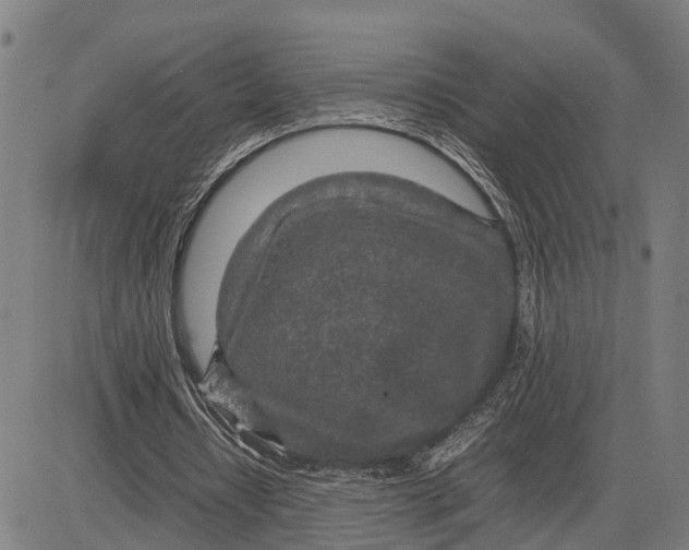 X0000083660434200703051756