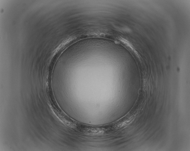 X0000083660443200703051756