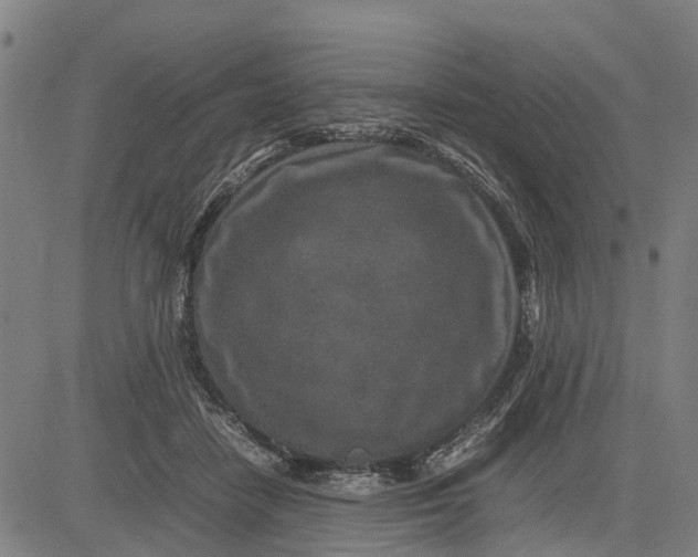 X0000083660458200703051756