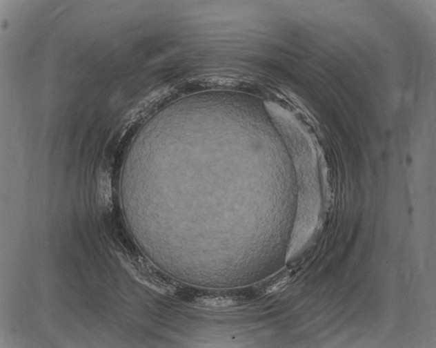 X0000083660500200703051755