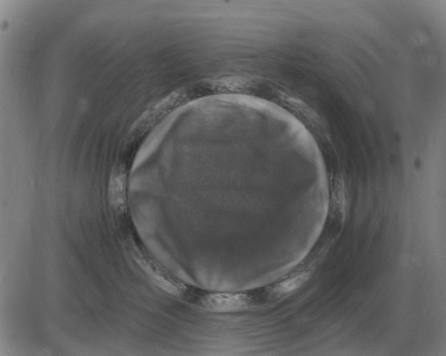 X0000083660526200703051755