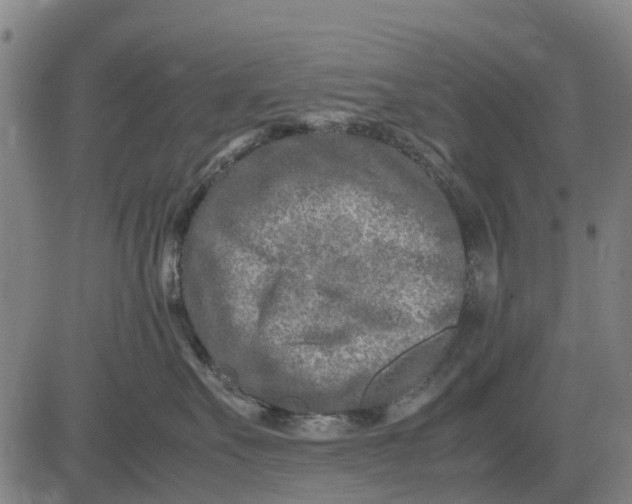 X0000083660527200703051755