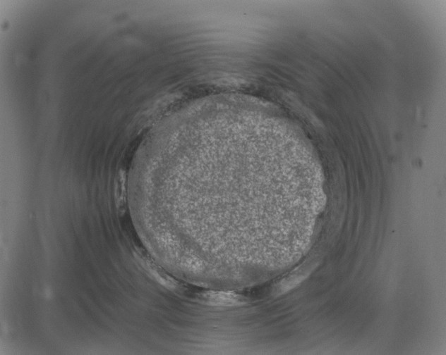 X0000083660528200703051755