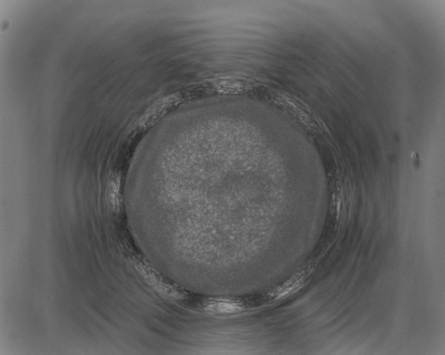 X0000083660610200703051753