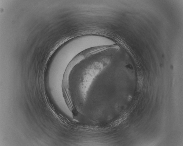 X0000083660626200703051752