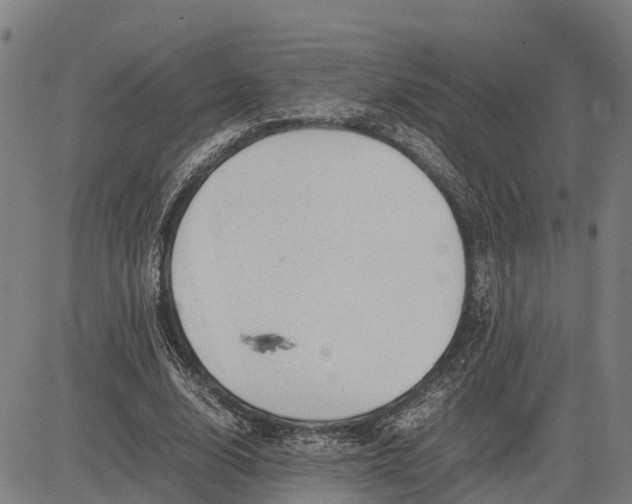 X0000083660632200703051753