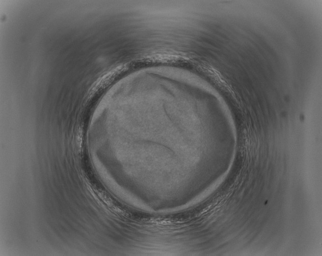 X0000083660640200703051753