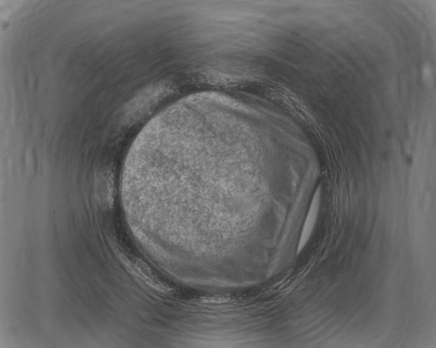 X0000083660644200703051753