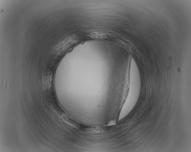 X0000083660652200703051753