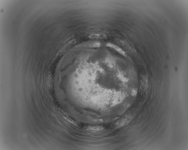 X0000083660659200703051753