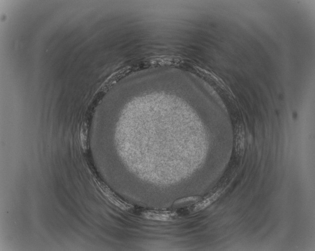 X0000083660661200703051753