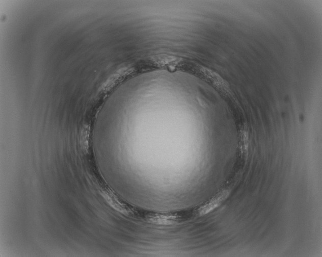 X0000083660664200703051753