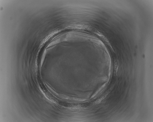 X0000083660674200703051752