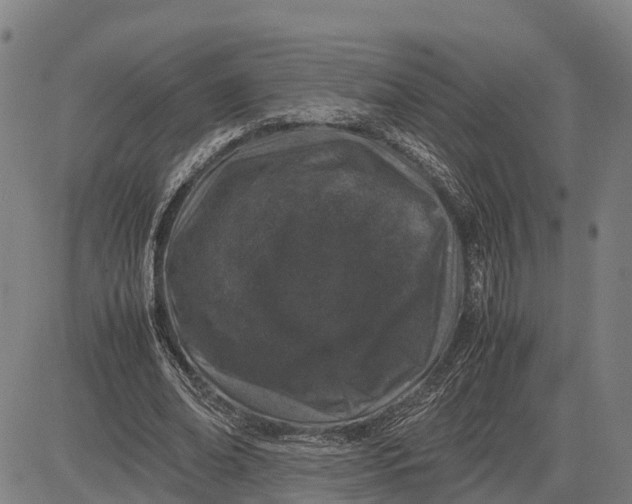 X0000083660678200703051752