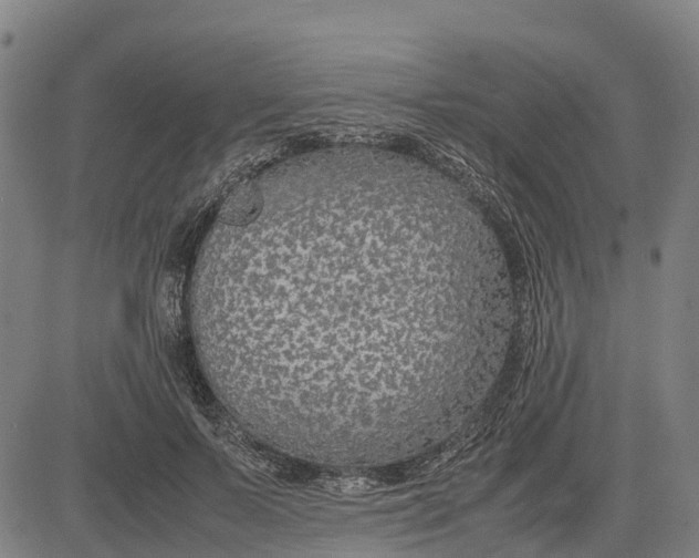 X0000083660695200703051752