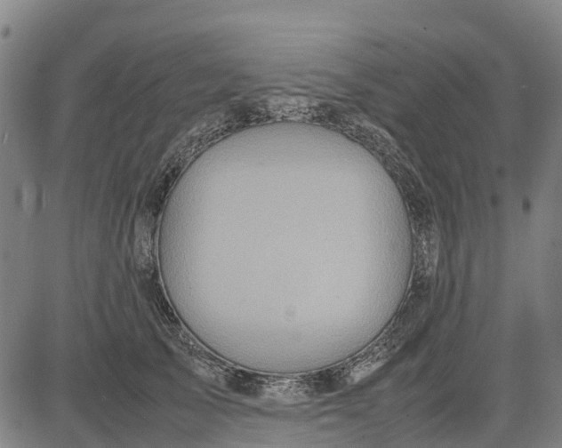 X0000083660705200703051752