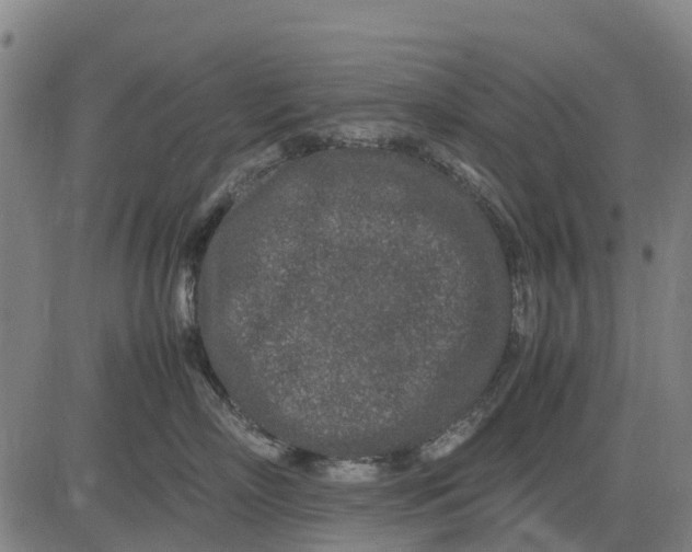 X0000083660718200703051752