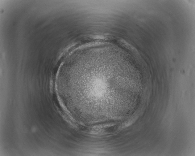 X0000083660720200703051752