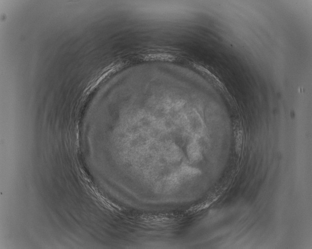 X0000083660729200703051751