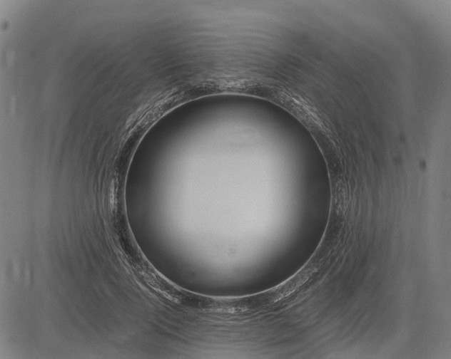 X0000083660740200703051751