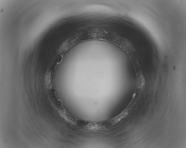 X0000083660764200703051752