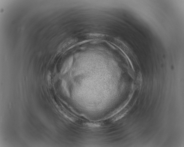 X0000083660765200703051752