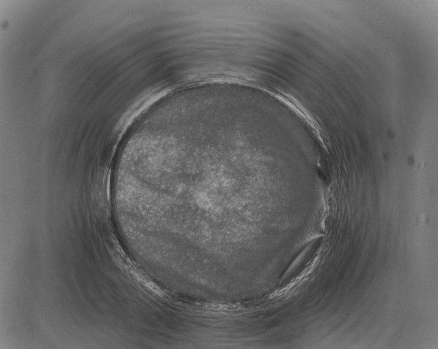 X0000083660790200703051750