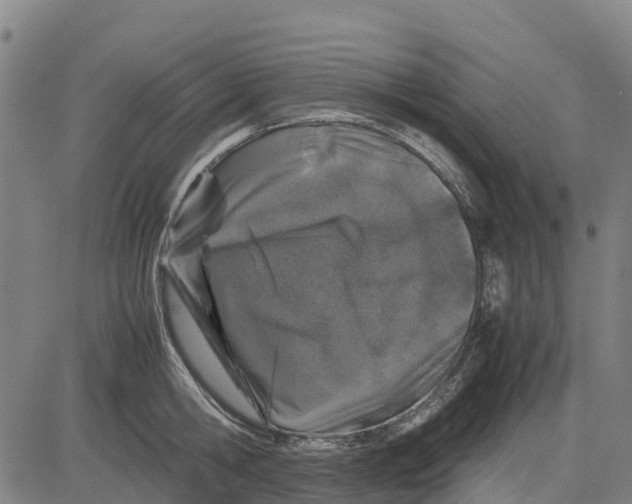 X0000083660806200703051750