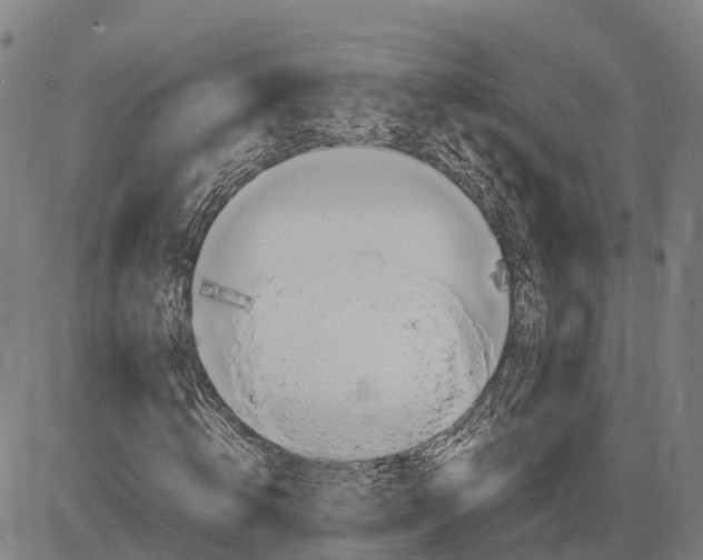 X0000083660820200703051749