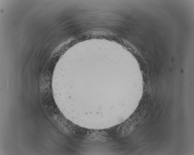 X0000083660824200703051749