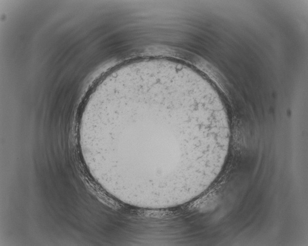 X0000083660832200703051749