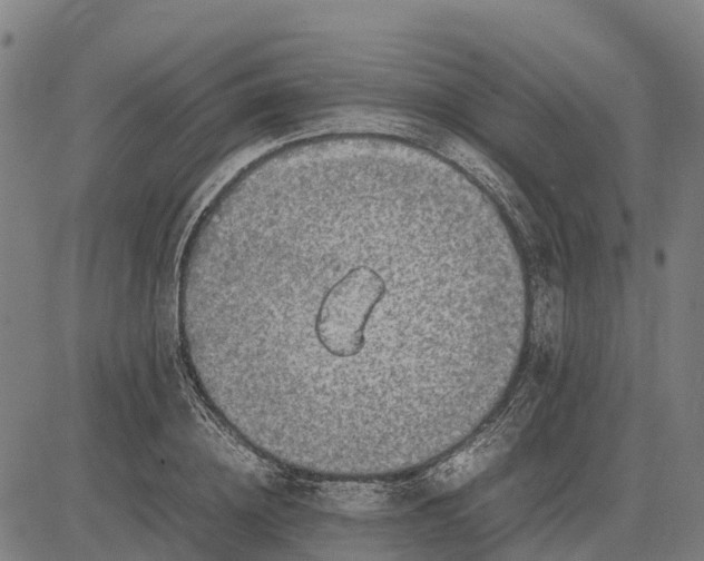 X0000083660836200703051750