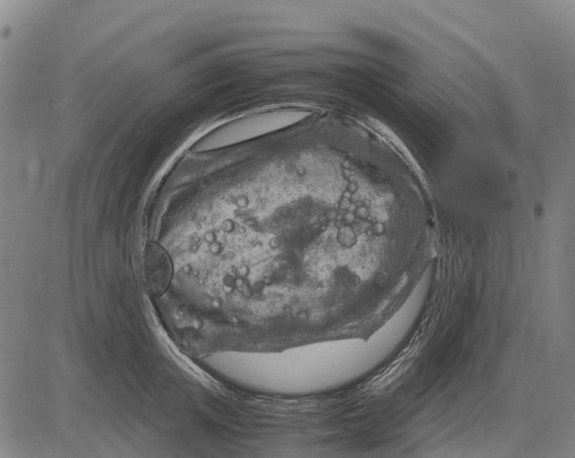 X0000083660851200703051750