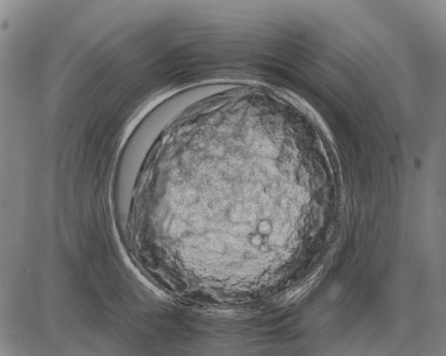 X0000083660855200703051750