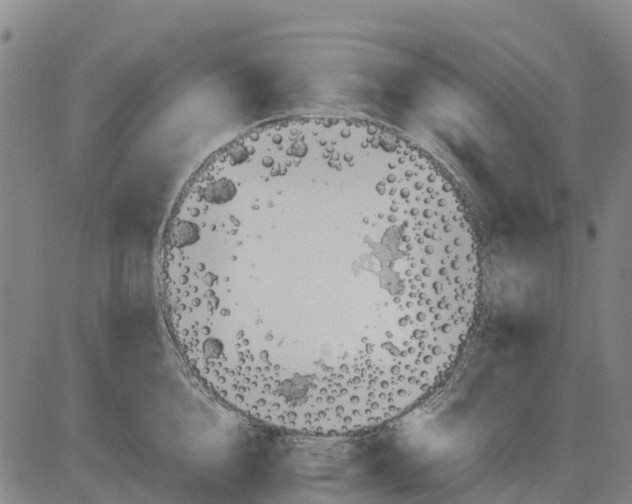 X0000083660856200703051750