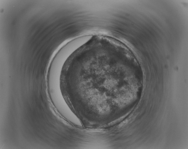 X0000083660864200703051750