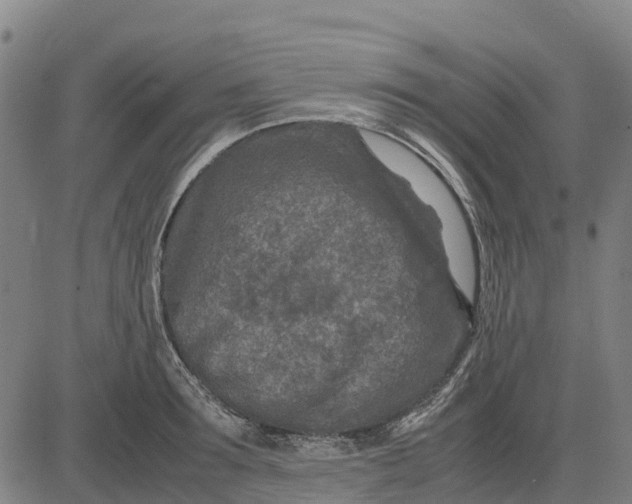 X0000083660899200703051749