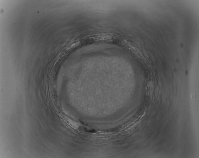 X0000083660913200703051748