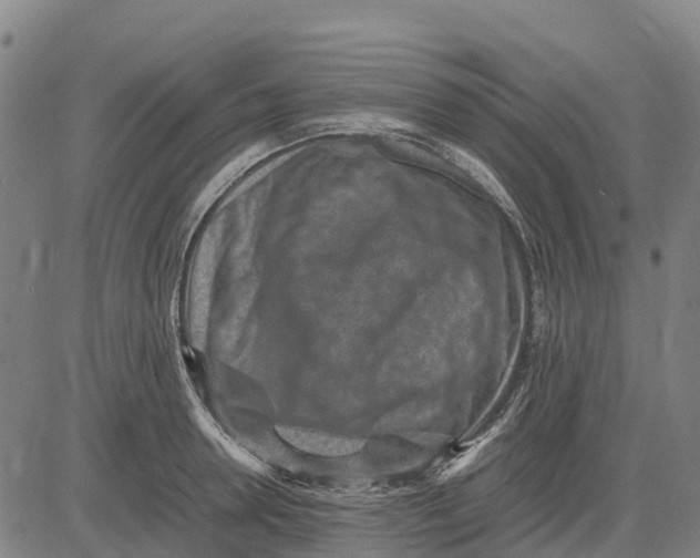 X0000083660946200703051748