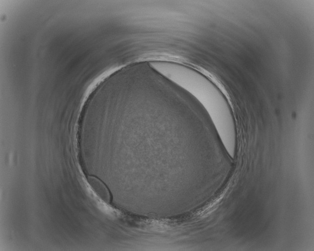 X0000083660995200703051747