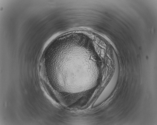 X0000083661054200703051747