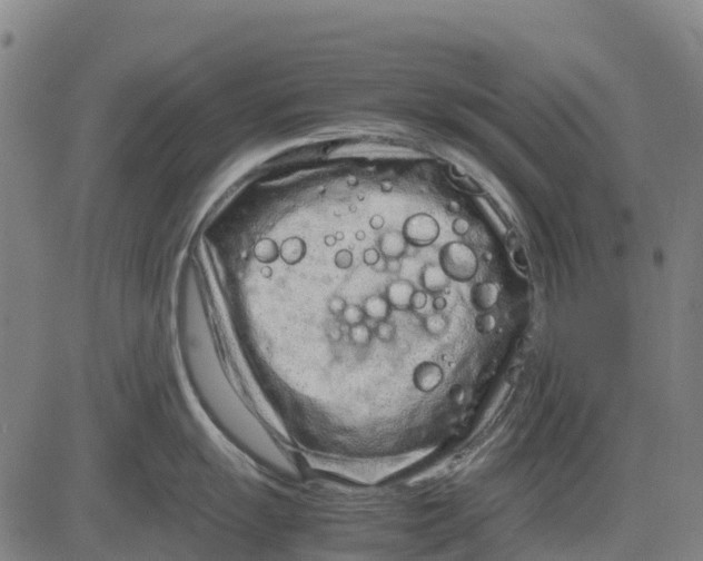 X0000083661055200703051747