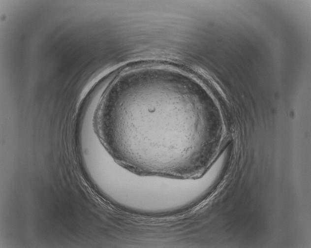 X0000083661069200703051746