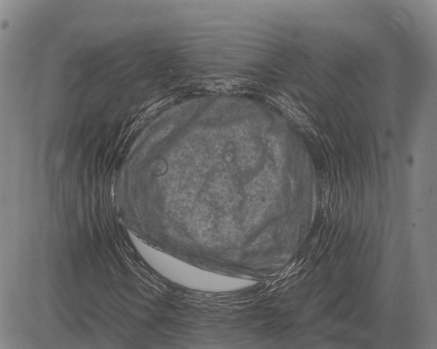 X0000083661106200703051744