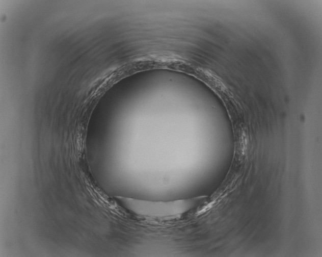 X0000083661110200703051745