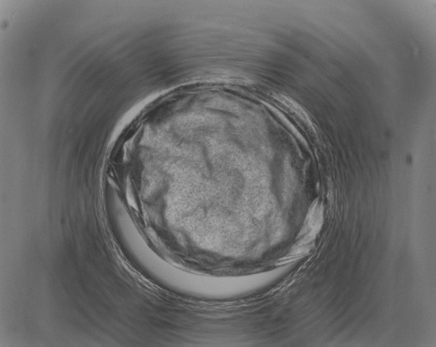 X0000083661120200703051745